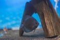 Close up view of blue snakeskin discus fish cichlid swimming in aquarium.