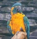 Close-up view of a Blue-throated macaw Royalty Free Stock Photo