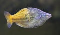 Boeseman`s rainbowfish Melanotaenia boesemani