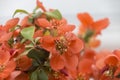 Bonsai flowers