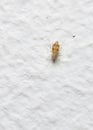 Close up view of Book Lice (lat. Psocoptera) smaller than 1 mm on the wall of the house