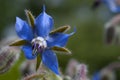 A close up view of a Borago officinalis, or borage, flower.