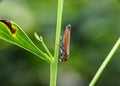 Close up view of Bothrogonia or leafhopper. Royalty Free Stock Photo
