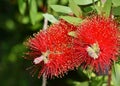 Close up view of bottle brush Callistemon flower which is nati