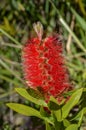 Close up view of bottle brush Callistemon flower which is nati