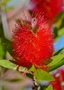 Close up view of bottle brush Callistemon flower which is nati