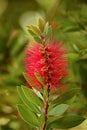 Close up view of bottle brush Callistemon flower which is nati