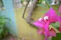 Close up view of Bougainvillea or Drillingsblume flower in bloom, India.