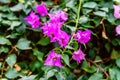 Close up view of Bougainvillea glabra, the lesser bougainvillea or paperflower.