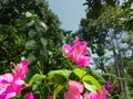 Close-up view Bougainvillea tree with flowers,  Bright pink magenta bougainvillea flowers as a floral background Royalty Free Stock Photo