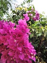 Close-up view Bougainvillea tree with flowers,  Bright pink magenta bougainvillea flowers as a floral background Royalty Free Stock Photo