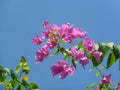 Close-up view Bougainvillea tree with flowers,  Bright pink magenta bougainvillea flowers as a floral background Royalty Free Stock Photo