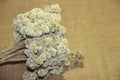 close up view of bouquet of dried edelweiss flowers on burlap