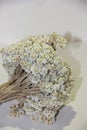 close up view of bouquet of dried edelweiss
