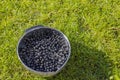 Close up view of bowl with berries blackcurrant on green grass background.,