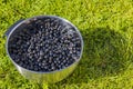 Close up view of bowl with blackcurrant on green grass background.