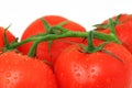 Close-up view on branch of ripe tomatos with water drops (isolated)