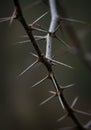 A close-up view of a branch with sharp thorns extending from it. The thorns are Royalty Free Stock Photo