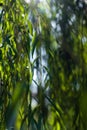 Close up view of branches of willow tree