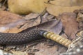 Close up view of a Brazilian Rattlesnake tail