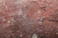 A close up view of a brick with pieces of shells imbedded in it.