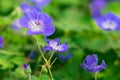 Close up view of bright beautiful geranium rozanne flower with green leaves on daylight Royalty Free Stock Photo