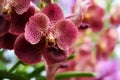 Close-up view, Bright colorful of tropical orchids in Thailand.