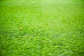 Close-up view of bright, freshly cut green grass field Royalty Free Stock Photo