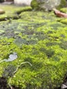 A close-up view of bright green moss covering a damp surface, creating a soft, textured carpet with subtle patches of moisture. Royalty Free Stock Photo