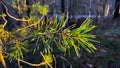 Close-up view of bright green needles of fir tree branch against dark spring forest. Macro pine tree twig in dense woods Royalty Free Stock Photo