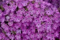 Close up view of bright purple garden phlox flowers in full bloom Royalty Free Stock Photo