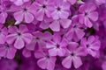 Close up view of bright purple garden phlox flowers in full bloom Royalty Free Stock Photo