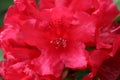 A bright red rhododendron flower in full bloom Royalty Free Stock Photo