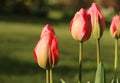 Bright red tulip flower buds, Tulipa, opening in springtime, close-up side view Royalty Free Stock Photo