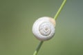 Macro shot of a bright snail shell on a green plant