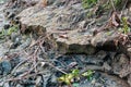 Close up view of broken land beside the river for river erosion