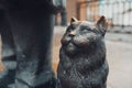 Close up view of bronze cat statue Royalty Free Stock Photo