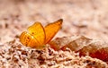 Close up view of brown butterfly stay on salt marsh and take mineral from the soil during day time with sun light near the forest