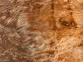 Close up view of brown cow fur, real genuine hair texture Royalty Free Stock Photo