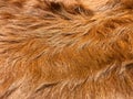 Close up view of brown cow fur, real genuine hair texture Royalty Free Stock Photo