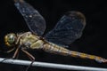 Close up view of brown dragonfly Royalty Free Stock Photo