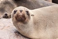 Close-up view of brown fur seal, Cape Cross Colony, Skeleton Coast, Namibia, Africa Royalty Free Stock Photo