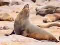 Close-up view of brown fur seal, Cape Cross Colony, Skeleton Coast, Namibia, Africa Royalty Free Stock Photo