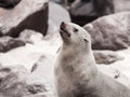 Close-up view of brown fur seal, Cape Cross Colony, Skeleton Coast, Namibia, Africa Royalty Free Stock Photo