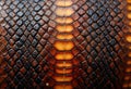 Close-up view of brown, gold snake skin texture. Natural reptile scale pattern shows intricate details. Abstract design for