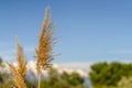 Close up view of brown grasses with thin stems against blue sky on a sunny day Royalty Free Stock Photo