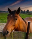 Close up view of a brown horse leaning across a fence with farm pasture and sunset in the background Royalty Free Stock Photo