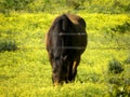 Brown horse in yellow Spring flowers. Royalty Free Stock Photo