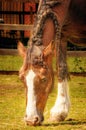 close up of a grazing horse with braids in its mane at the petting zoo, Hackney City Farm, London Royalty Free Stock Photo