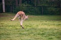 Close up view of brown kangaroo jumping among green fields